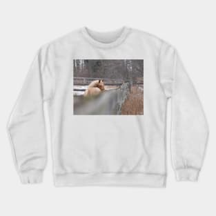 Palomino thoroughbred colt Crewneck Sweatshirt